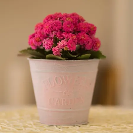 Apartman House - Dama