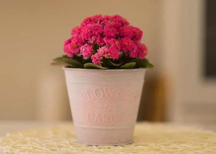 Apartman House - Dama